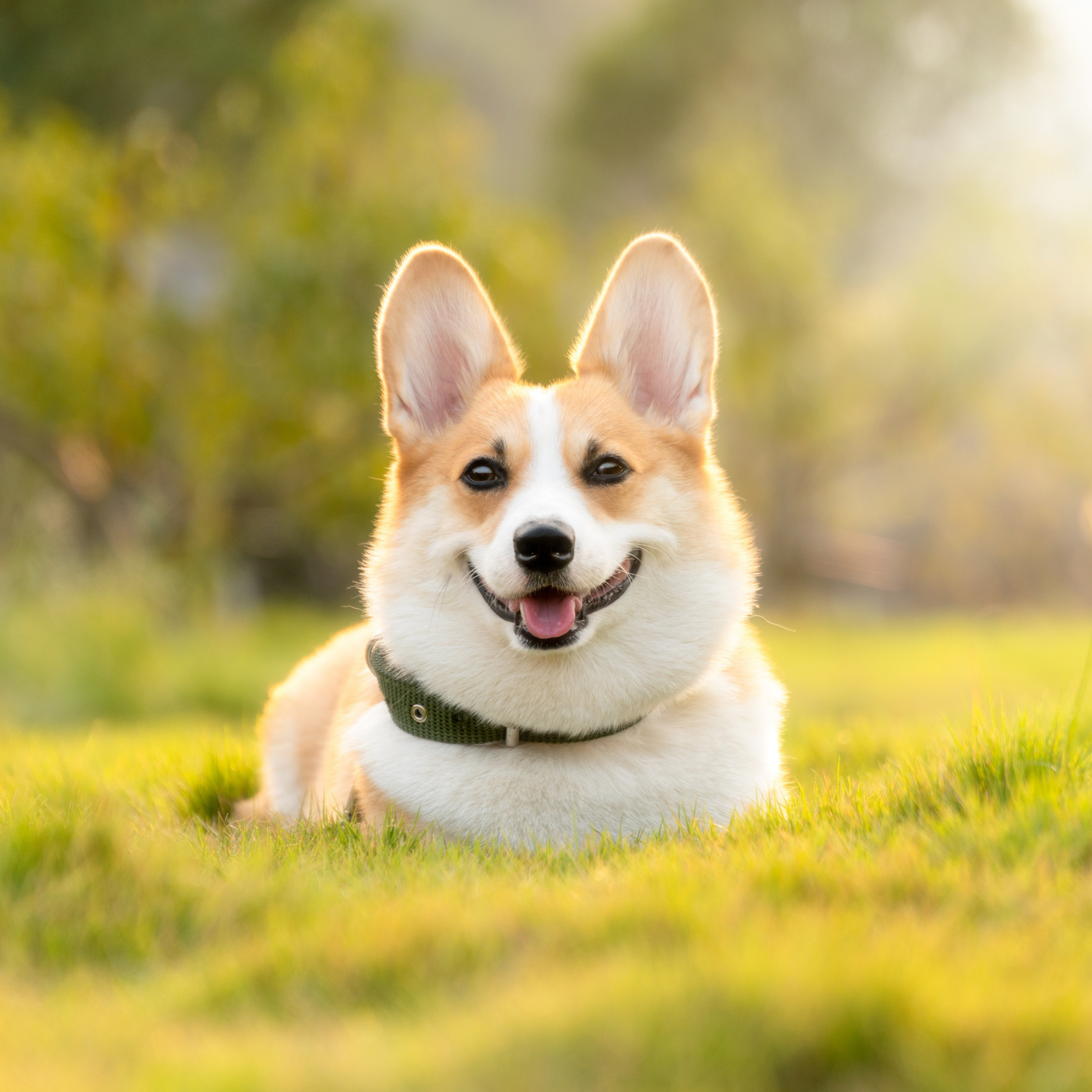 Understanding Your Dog's Behavior: What Your Pup is Trying to Tell You