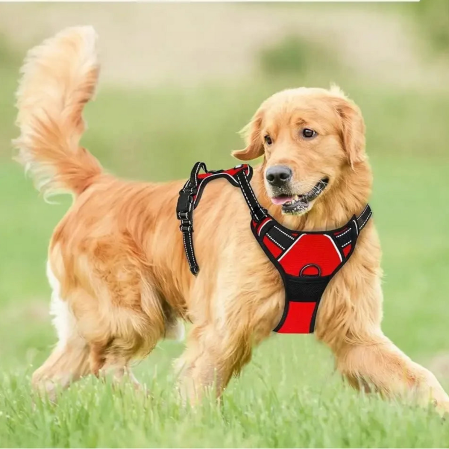 Adjustable Breathable Puppy Harness – Safe, Lightweight & Stylish for Small Dogs🐾