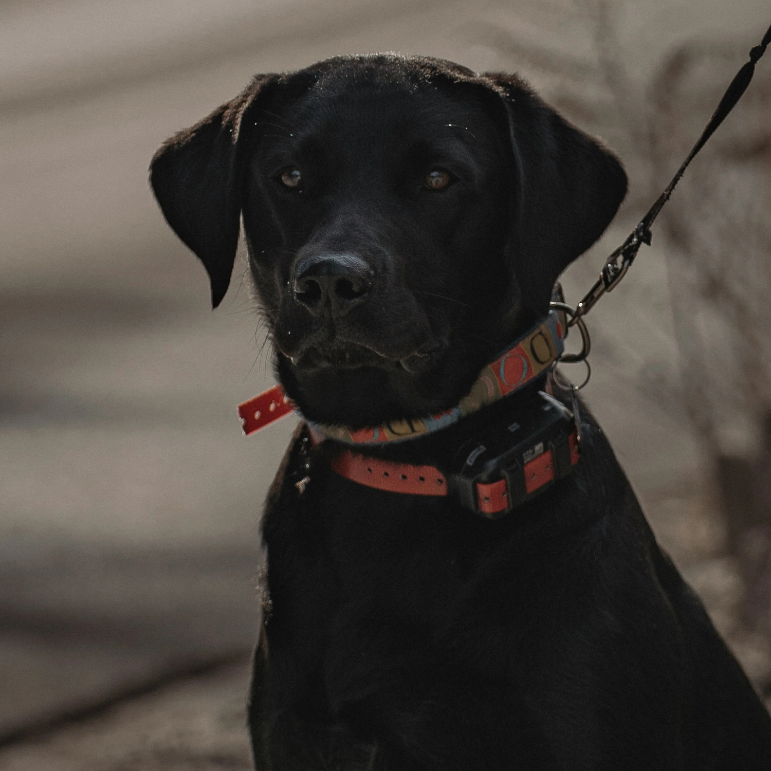 Top 10 Dog Breeds for Families: Finding Your Perfect Companion