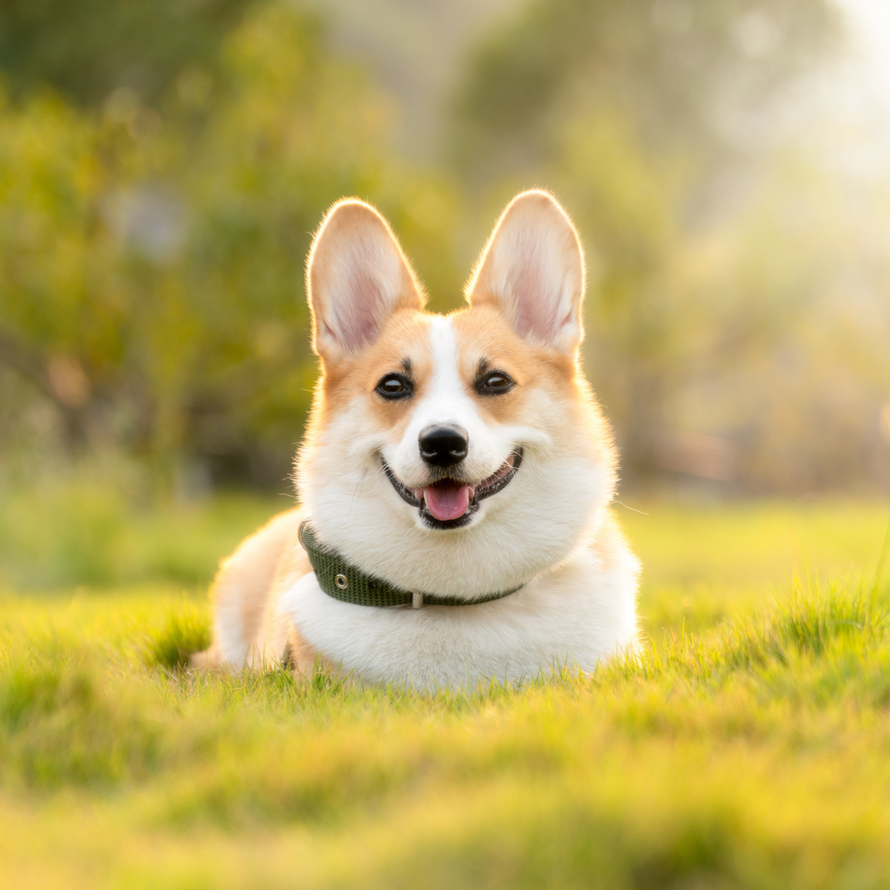 Understanding Your Dog's Behavior: What Your Pup is Trying to Tell You